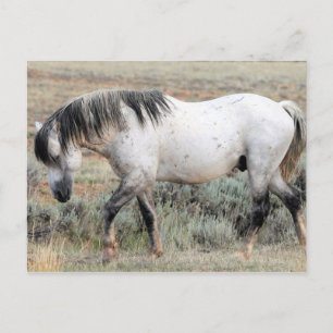McCullough Peaks Wild Horses Postcard