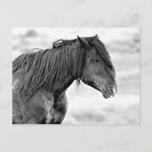 McCullough Peaks Wild Horses Postcard