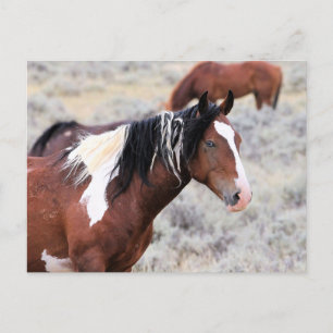 McCullough Peaks Wild Horses Postcard