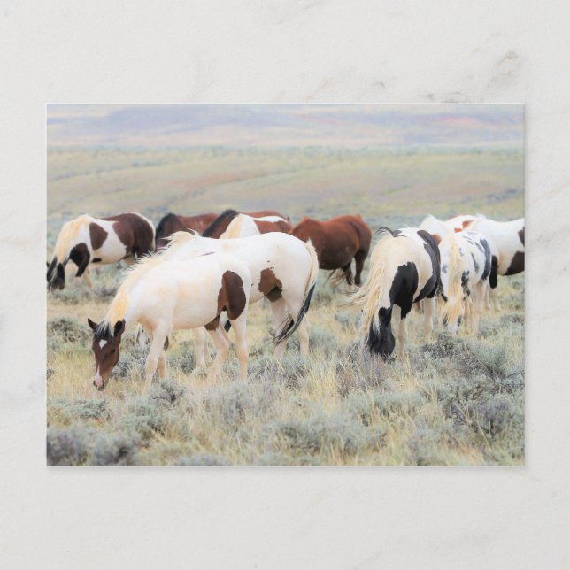 McCullough Peaks Wild Horses Postcard (Front)