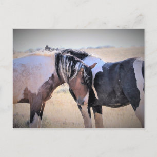 McCullough Peaks Wild Horses Postcard