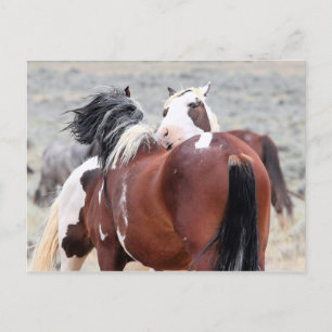 McCullough Peaks Wild Horses Postcard