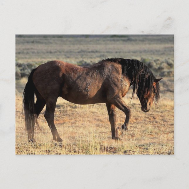 McCullough Peaks Wild Horses Postcard (Front)