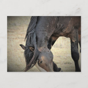 McCullough Peaks Wild Horses Postcard