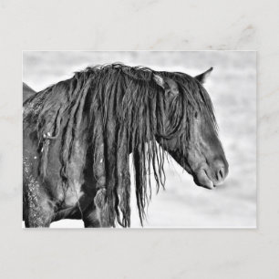 McCullough Peaks Wild Horses Postcard