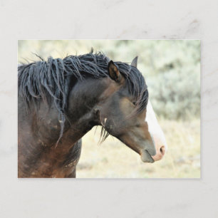 McCullough Peaks Wild Horses Postcard