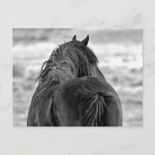 McCullough Peaks Wild Horses Postcard