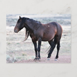 McCullough Peaks Wild Horses Postcard