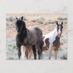 McCullough Peaks Wild Horses Postcard