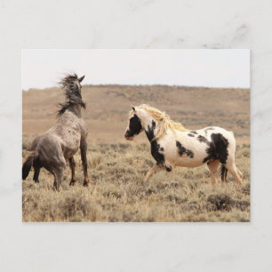 McCullough Peaks Wild Horses Postcard
