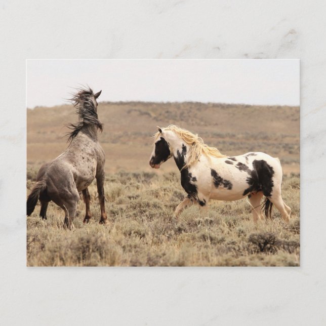 McCullough Peaks Wild Horses Postcard (Front)