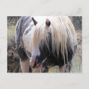 McCullough Peaks Wild Horses Postcard