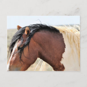McCullough Peaks Wild Horses Postcard