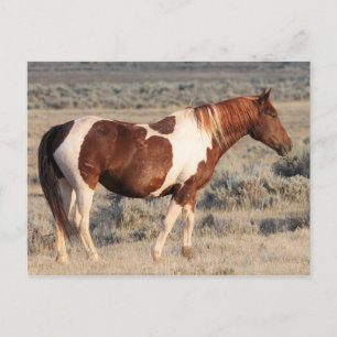 McCullough Peaks Wild Horses Postcard