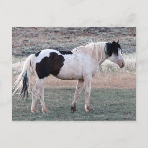 McCullough Peaks Wild Horses Postcard