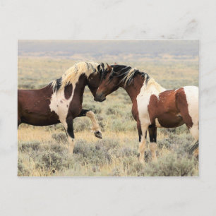 McCullough Peaks Wild Horses Postcard
