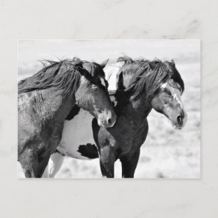 McCullough Peaks Wild Horses Postcard