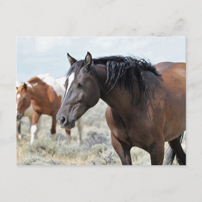 McCullough Peaks Wild Horses Postcard (Front)