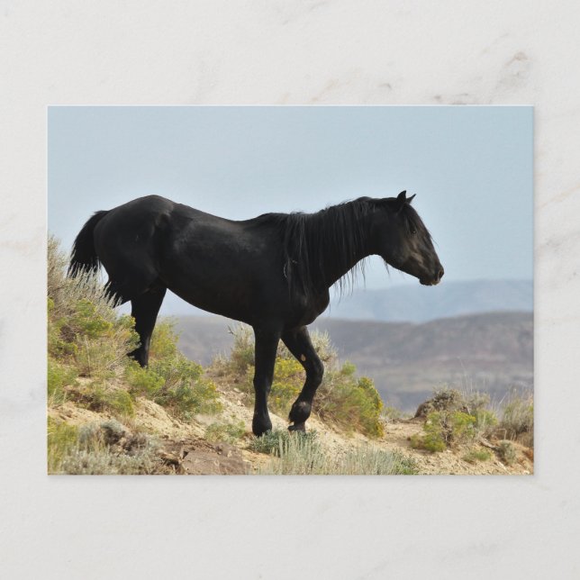 McCullough Peaks Wild Horses Postcard (Front)