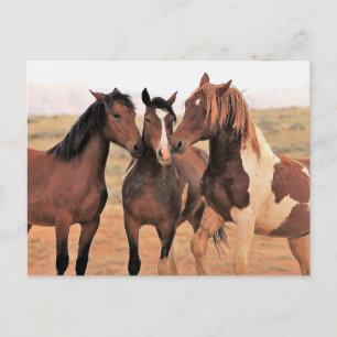 McCullough Peaks Wild Horses Postcard