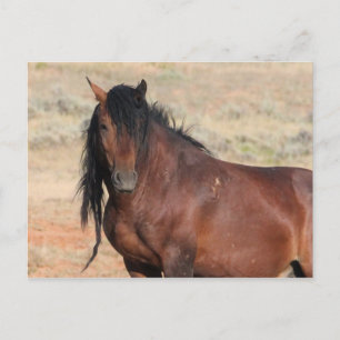 McCullough Peaks Wild Horses Postcard