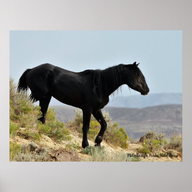 McCullough Peaks Wild Horses Poster (Front)