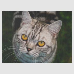 McGonagall cat tissue paper