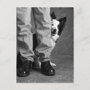 Me and My Shadow - Collie Dog Postcard