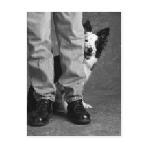 Me and My Shadow - Collie Dog