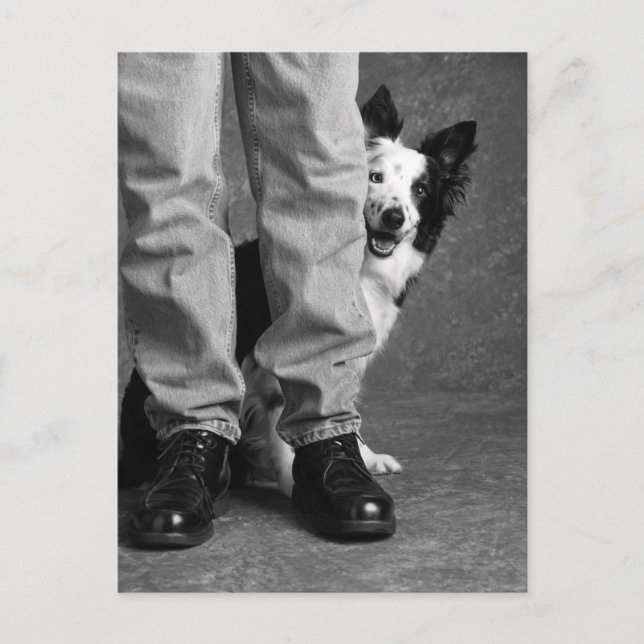 Me and My Shadow - Collie Dog Postcard (Front)