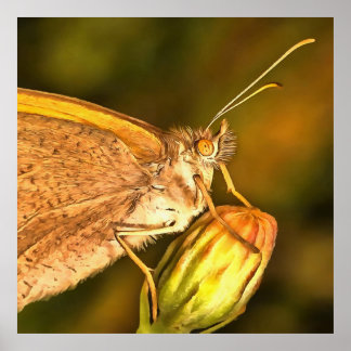 Meadow Brown Beautiful Butterfly Art Poster
