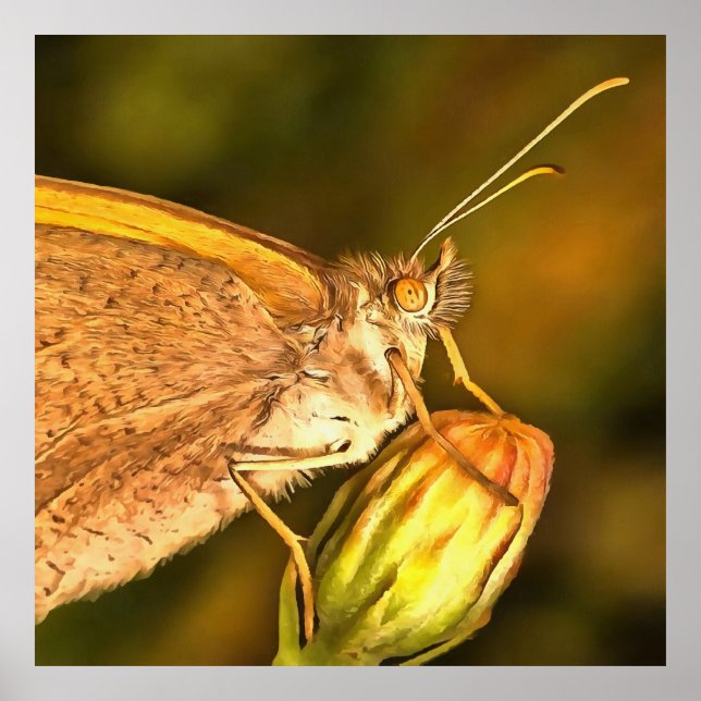 Meadow Brown Beautiful Butterfly Art Poster (Front)