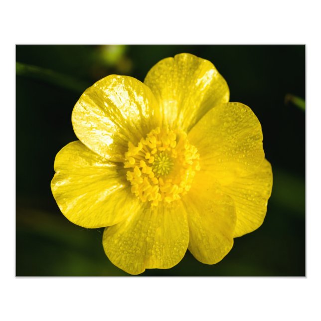 Meadow Buttercup Photo Print (Front)