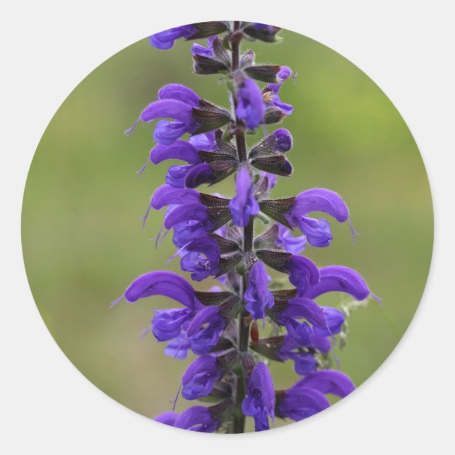 Meadow clary or meadow sage classic round sticker (Front)