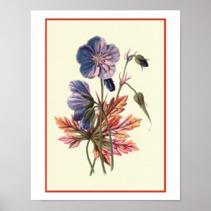"Meadow Cranesbill" Botanical Illustration Poster