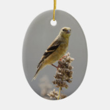 Meadow Goldfinch