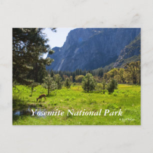 Meadow in Yosemite Postcard