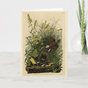 Meadow Lark	from Audubon's Birds of America Card