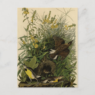 Meadow Lark	from Audubon's Birds of America Postcard
