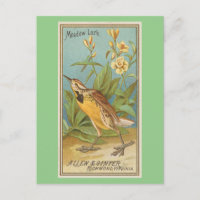 Meadow Lark