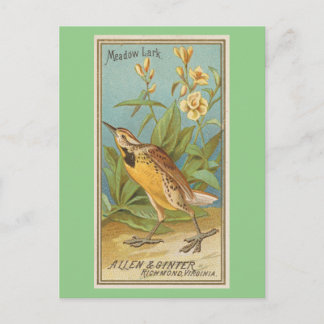 Meadow Lark Postcard