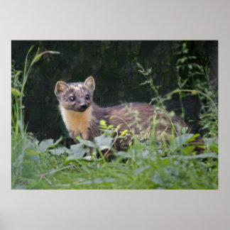 Meadow Marten Print