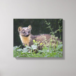 Meadow Marten Wrapped Canvas