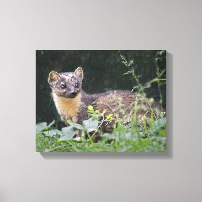Meadow Marten Wrapped Canvas (Front)