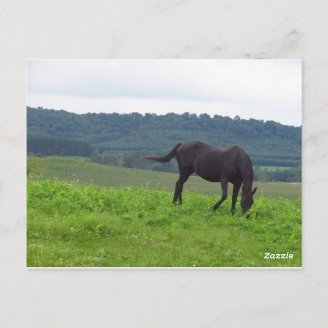 Meadow of Love Postcard (Back)