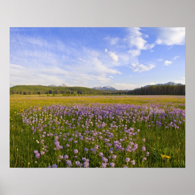 Meadow of penstemon wildflowers in the poster (Front)