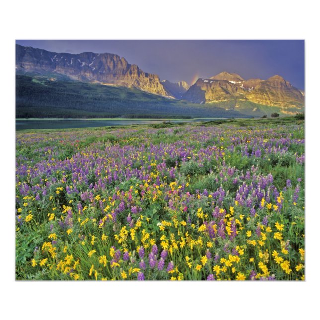 Meadow of wildflowers in the Many glacier Photo Print (Front)