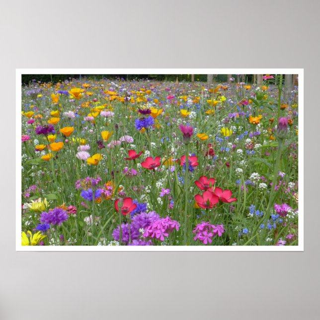 Meadow of Wildflowers Poster (Front)