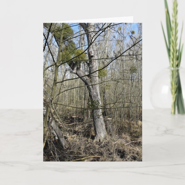 Meadowlands nature card (Front)