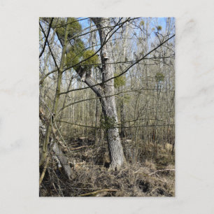 Meadowlands nature postcard